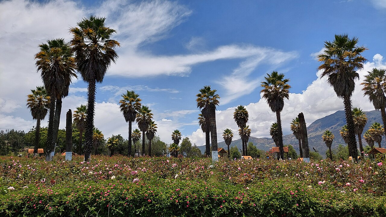Historic palms at Campo Santo de Yungay